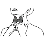 甲状腺2.png